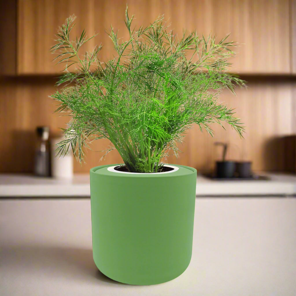 Dill Hydroponic Kit - Green Ceramic Planter
