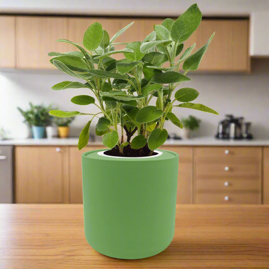 Sage Hydroponic Kit