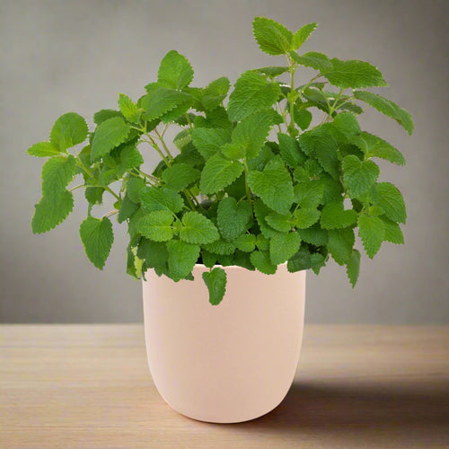 Lemon Balm Hydroponic Kit