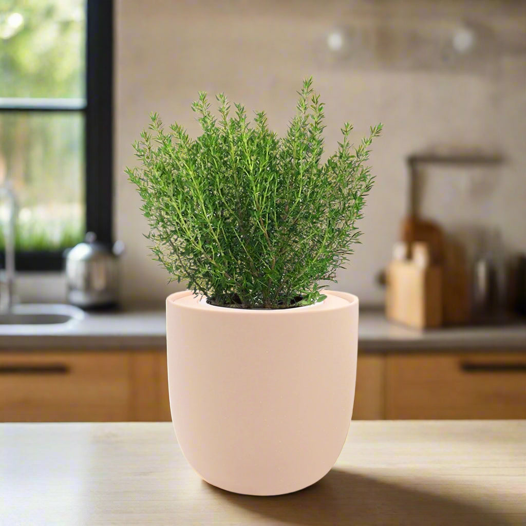 Thyme Hydroponic Kit – Enviro Garden
