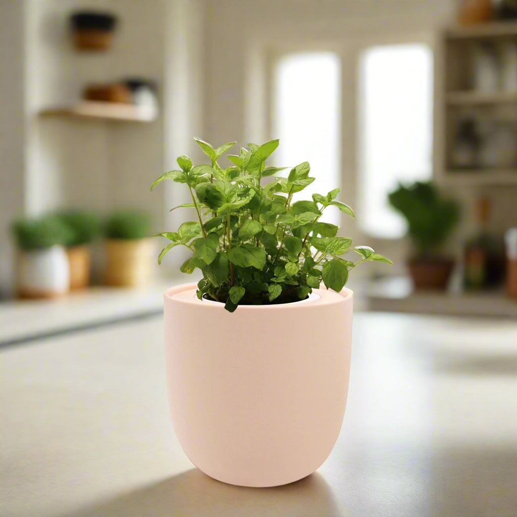 Peppermint Hydroponic Kit