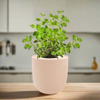 Oregano Hydroponic Kit