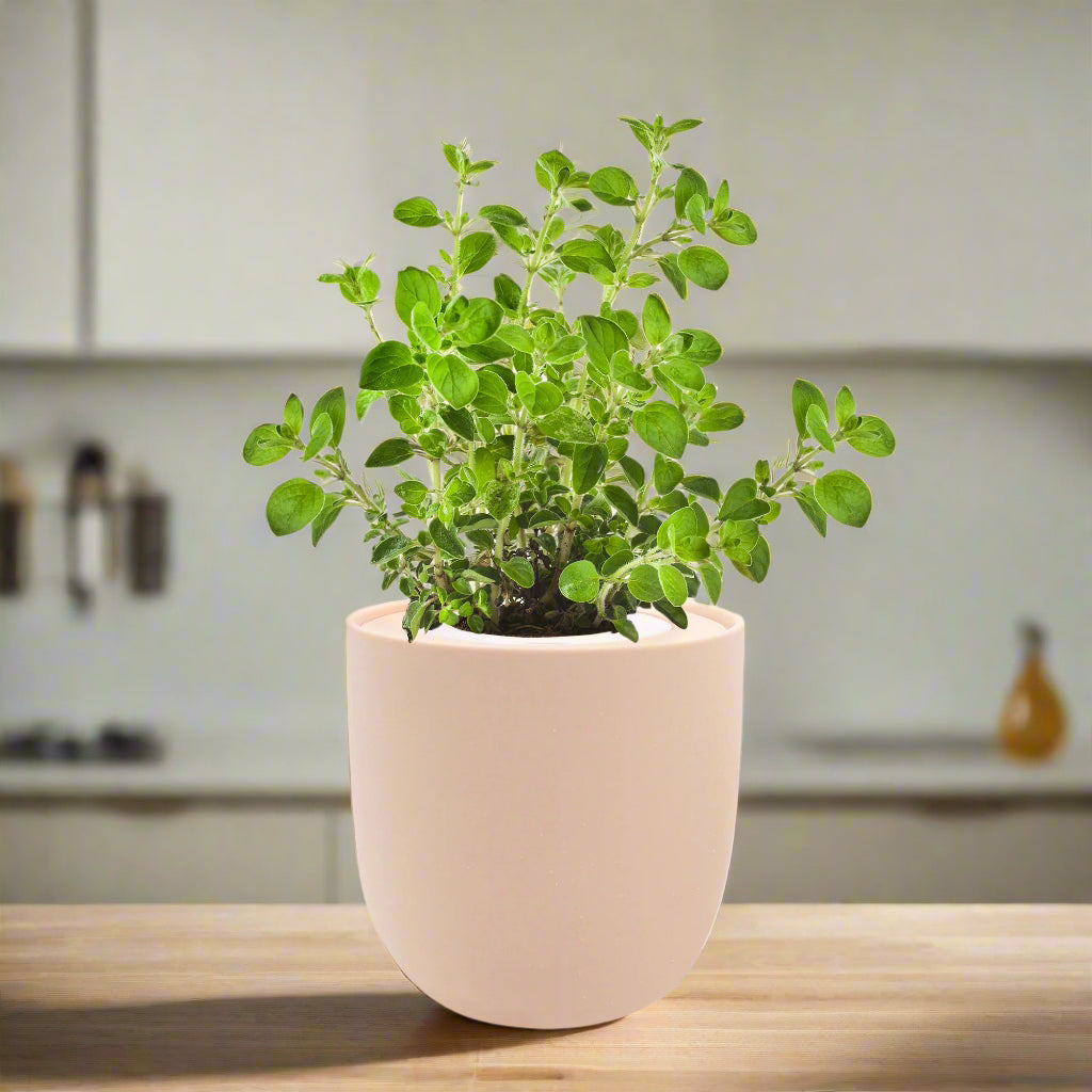 Oregano Hydroponic Kit
