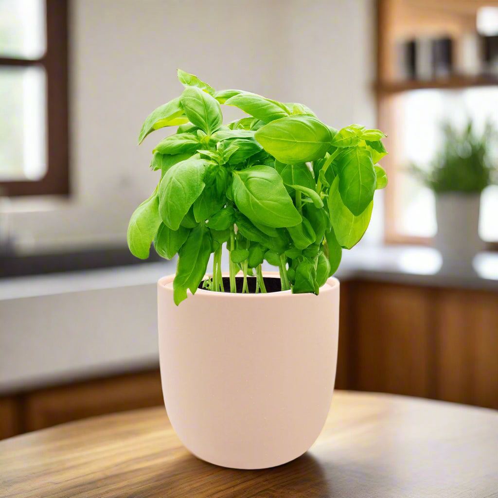 Basil Hydroponic Herb Kit