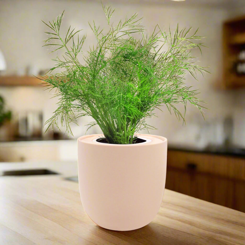 dill plant indoors Dill Hydroponic Kit