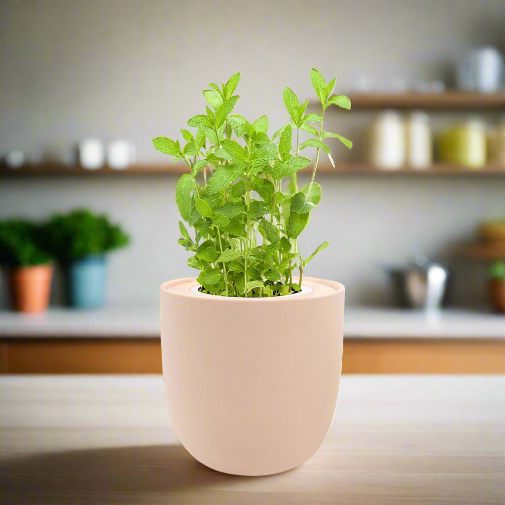 mint plant hydroponic Mint Hydroponic Kit