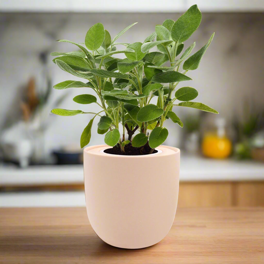 Sage Hydroponic Kit – Enviro Garden