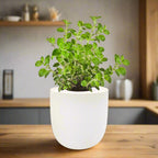 Oregano Hydroponic Kit
