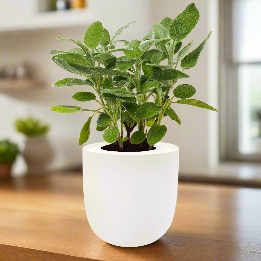 Sage Hydroponic Kit
