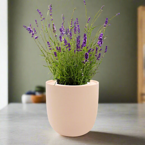 lavender plant kit Lavender Hydroponic Herb Kit – Enviro Garden