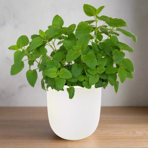 Lemon Balm Hydroponic Kit