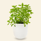Marjoram Hydroponic Kit