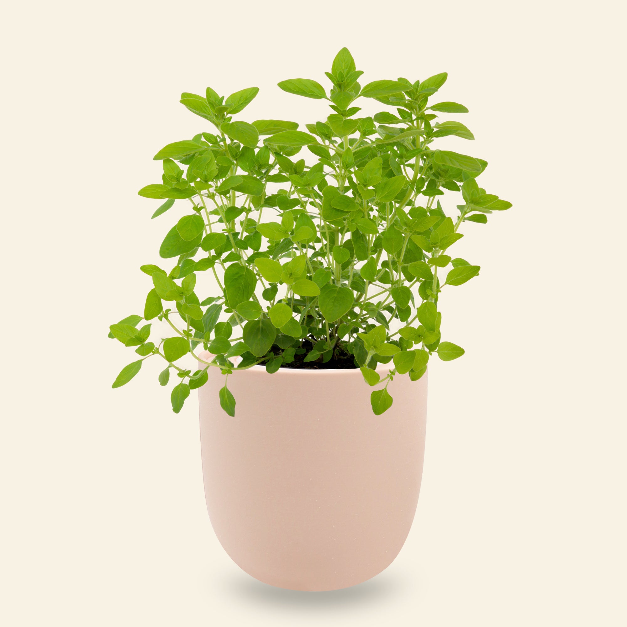 Marjoram Hydroponic Kit