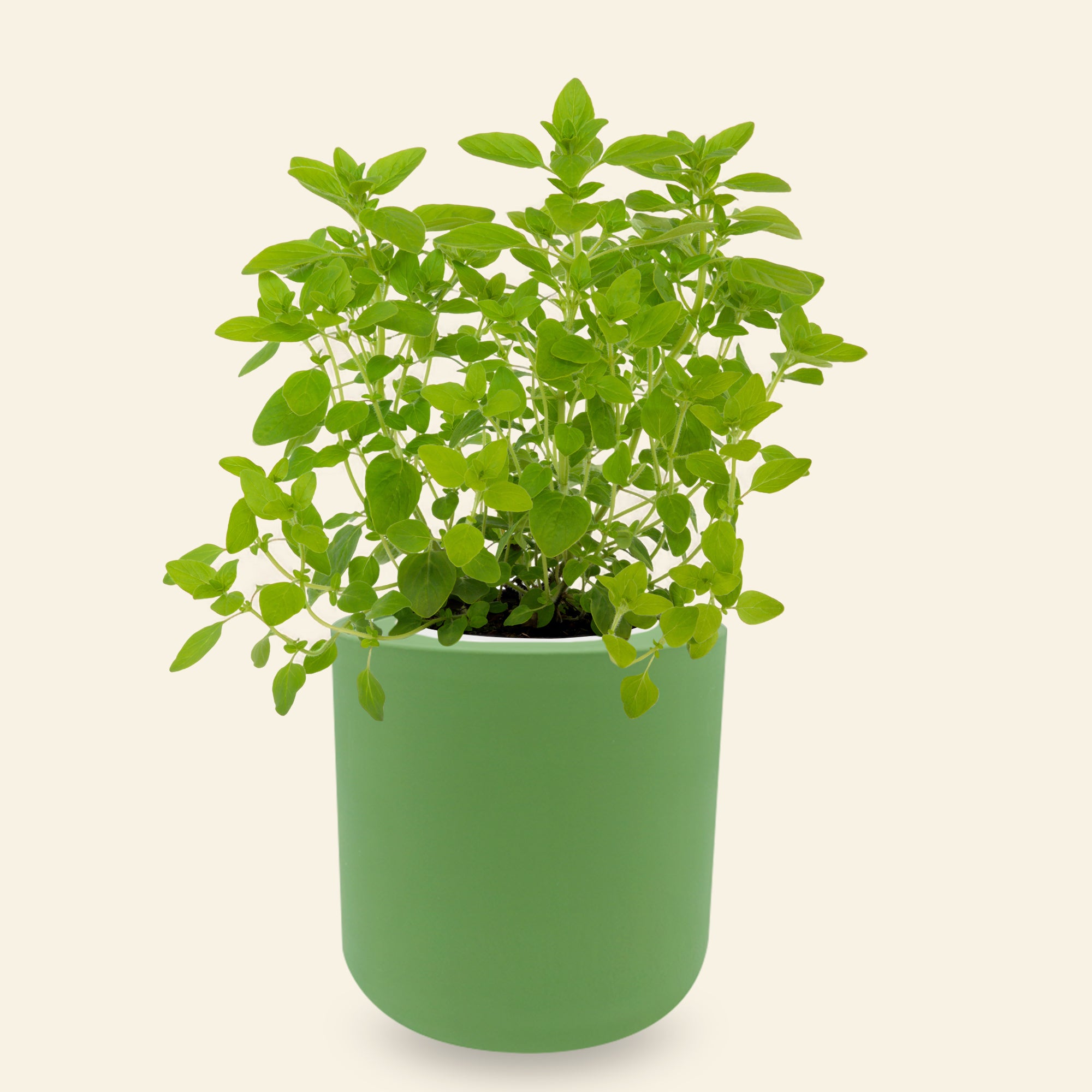 Marjoram Hydroponic Kit