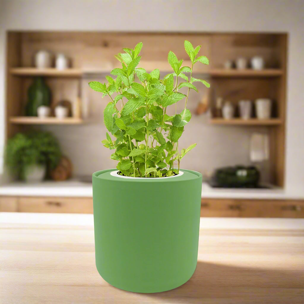 hydroponic mint plant Mint Hydroponic Kit