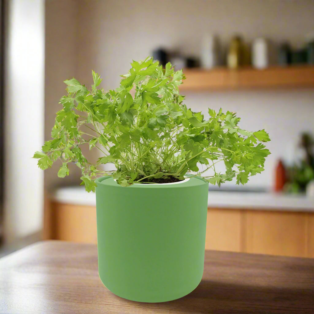 Parsley Hydroponic Kit