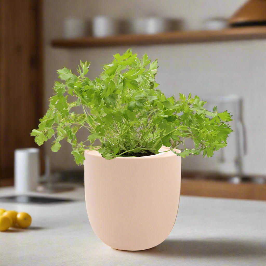 Parsley Hydroponic Kit
