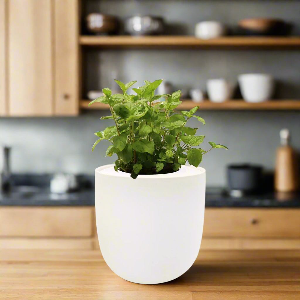 Peppermint Hydroponic Kit