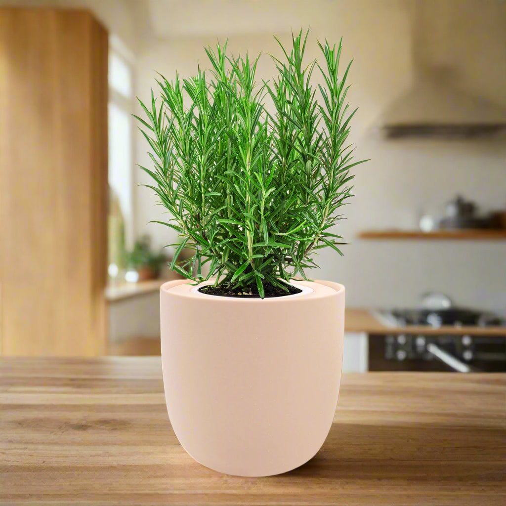 Rosemary Hydroponic Kit