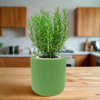 Rosemary Hydroponic Kit