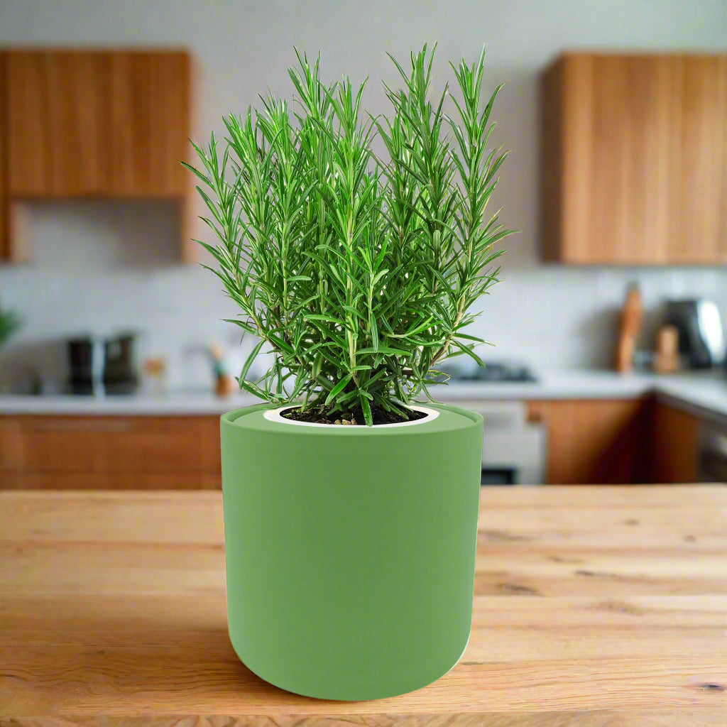 Rosemary Hydroponic Kit