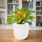 Pepper - Sweet Pickle