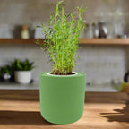 Tarragon Hydroponic Kit