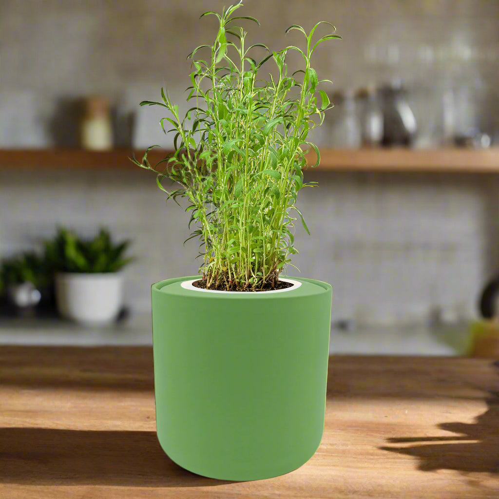 tarragon plant indoors Tarragon Hydroponic Kit