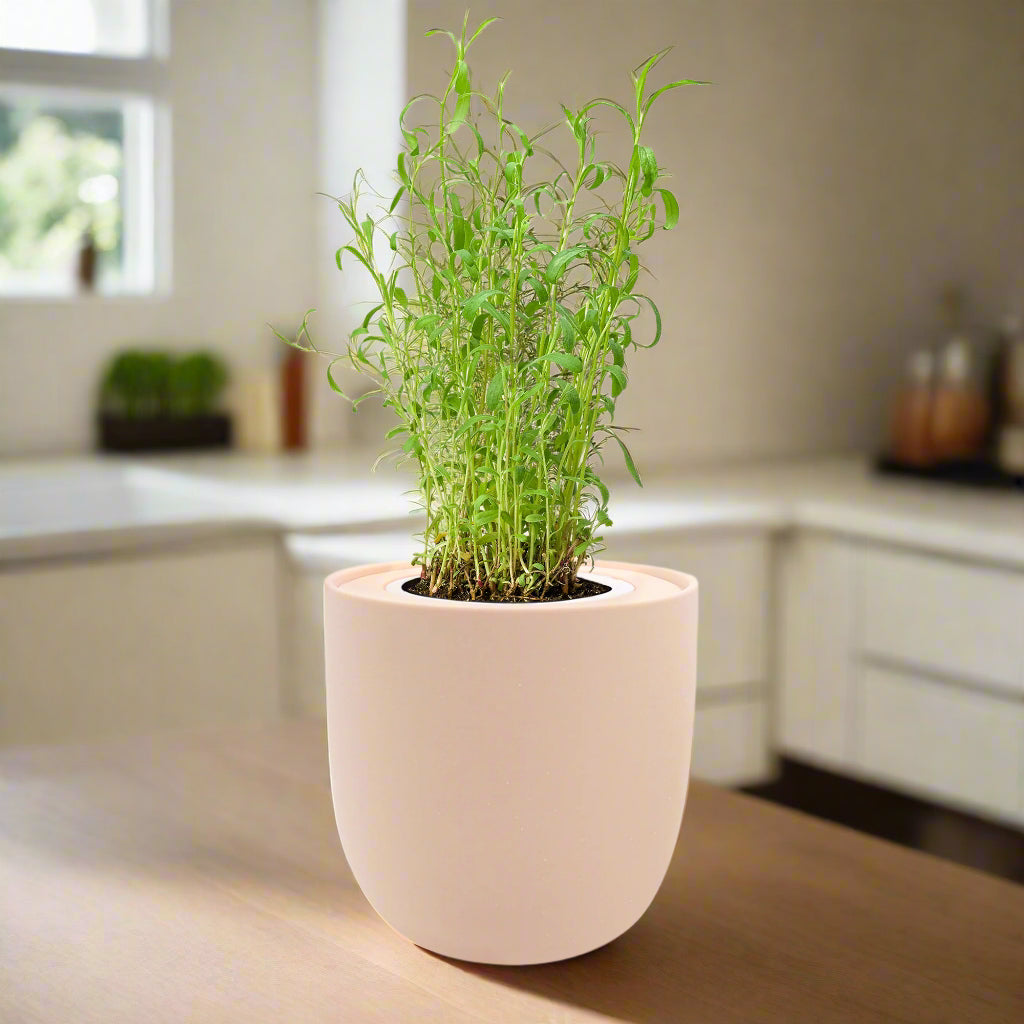 tarragon plant indoors Tarragon Hydroponic Kit