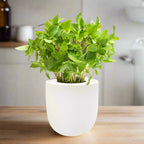 Thai Basil Hydroponic Kit