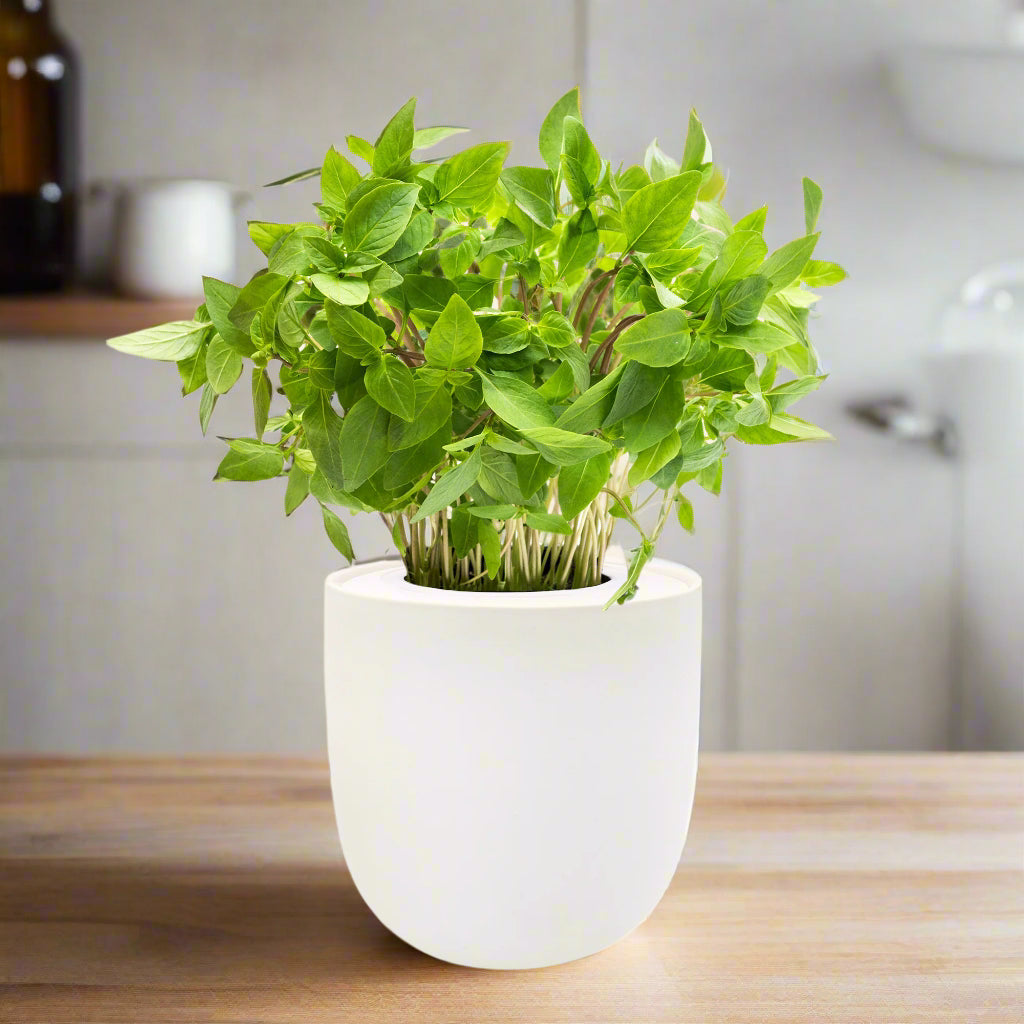 Thai Basil Hydroponic Kit