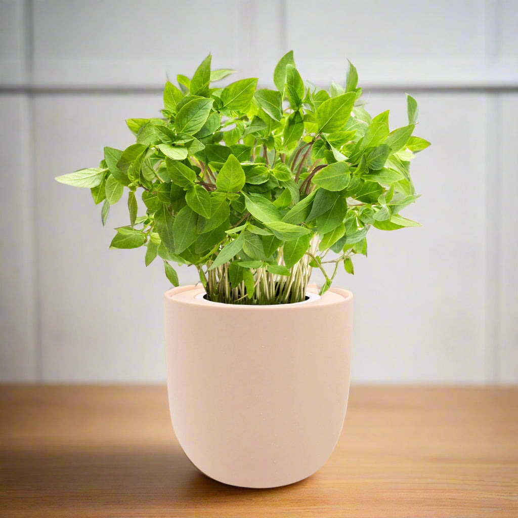 hydroponic basil plant care Thai Basil Hydroponic Kit – Enviro Garden