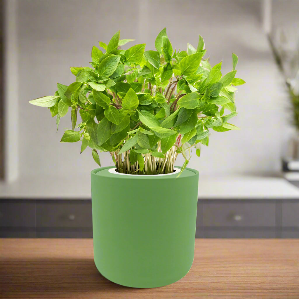 hydroponic basil yield per plant Thai Basil Hydroponic Kit – Enviro Garden