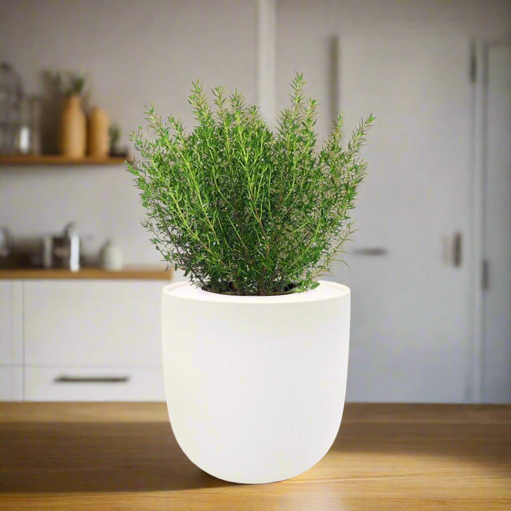 Thyme Hydroponic Kit – Enviro Garden