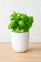 Basil Hydroponic Herb Kit