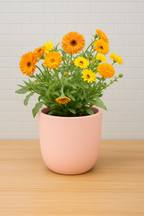 Calendula Hydroponic Kit