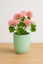 Geranium Mix Seeds White Ceramic Pot Hydroponic Growing Kit with Seeds