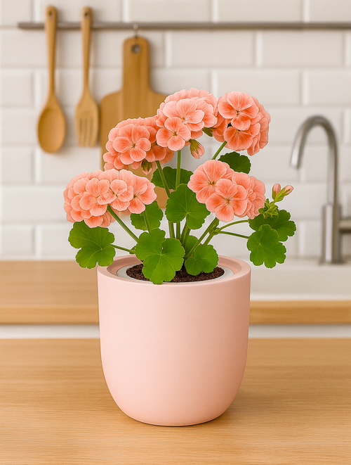 Geranium Mix Seeds White Ceramic Pot Hydroponic Growing Kit with Seeds