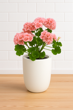 Geranium Mix Seeds White Ceramic Pot Hydroponic Growing Kit with Seeds