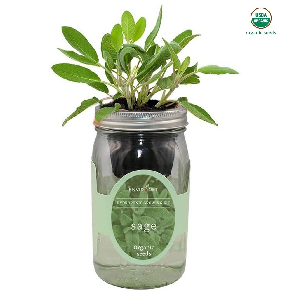 Organic Sage – Plant Material