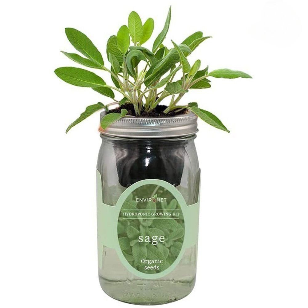 Organic Sage – Plant Material