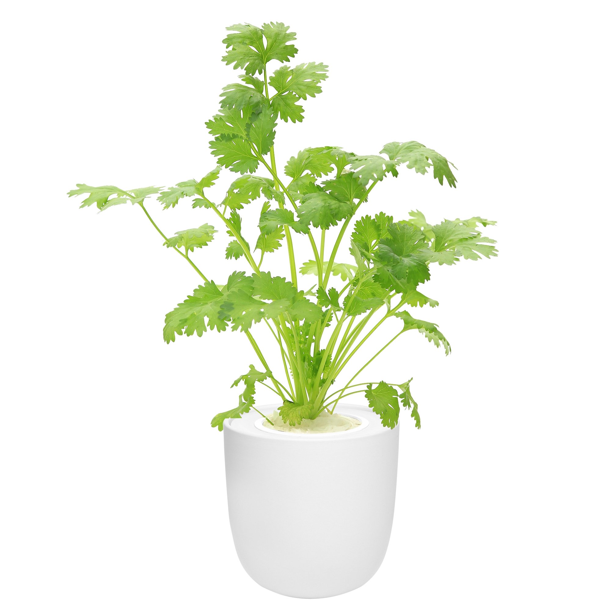 Hydroponic Herb Growing Kit with White Ceramic Pot and Seeds (Cilantro)