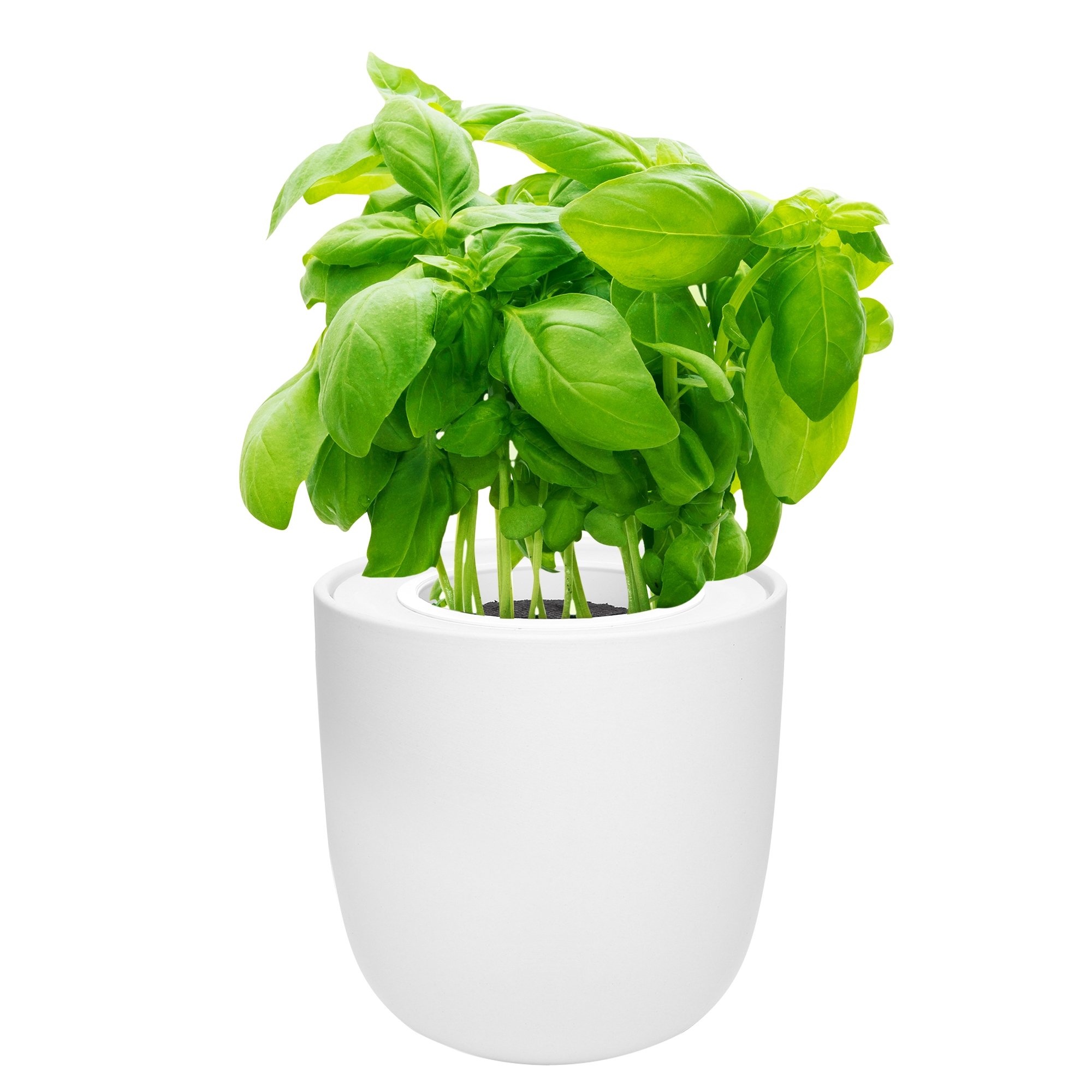 Hydroponic Herb Growing Kit with White Ceramic Pot and Seeds (Basil)
