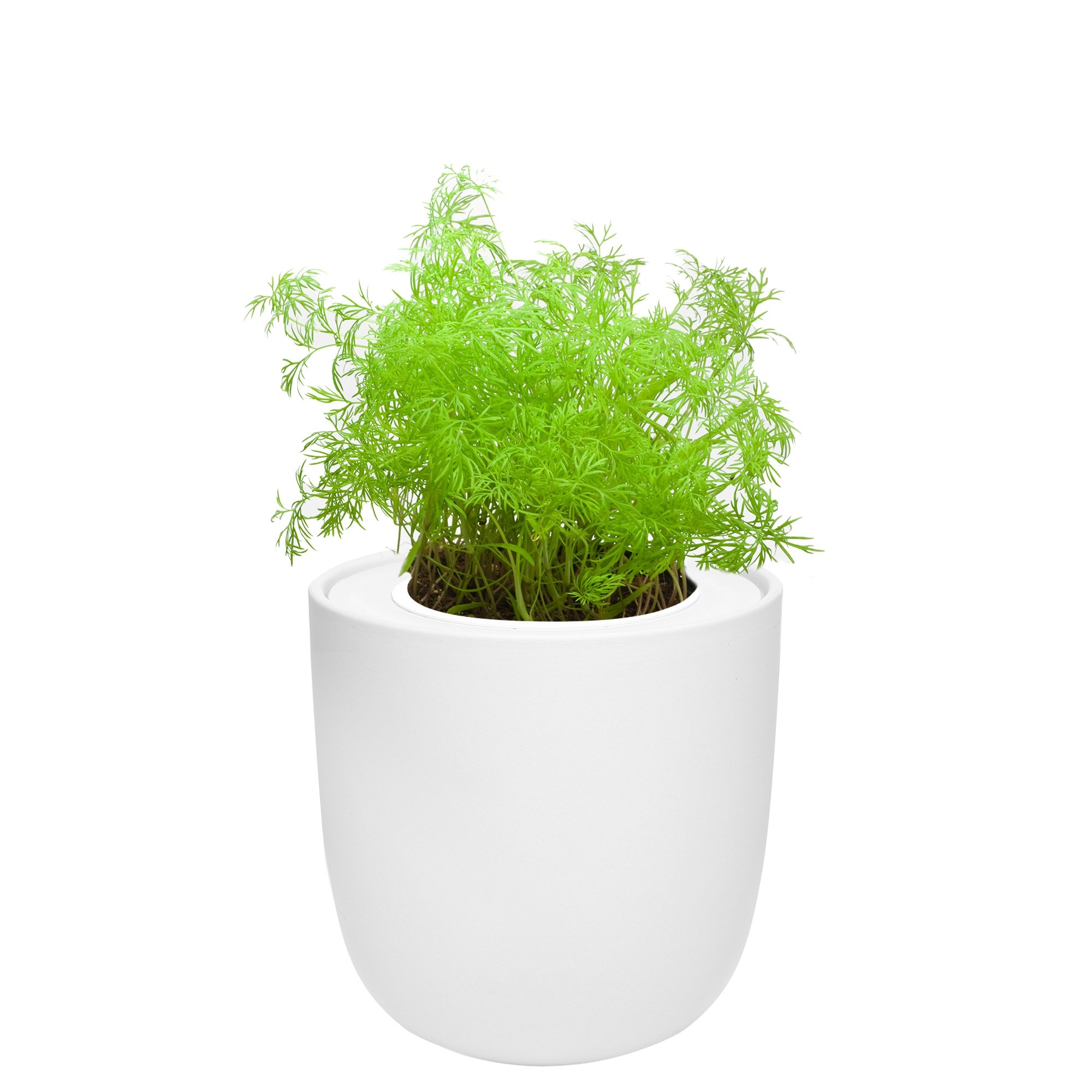 Hydroponic Herb Growing Kit with White Ceramic Pot and Seeds (Dill)