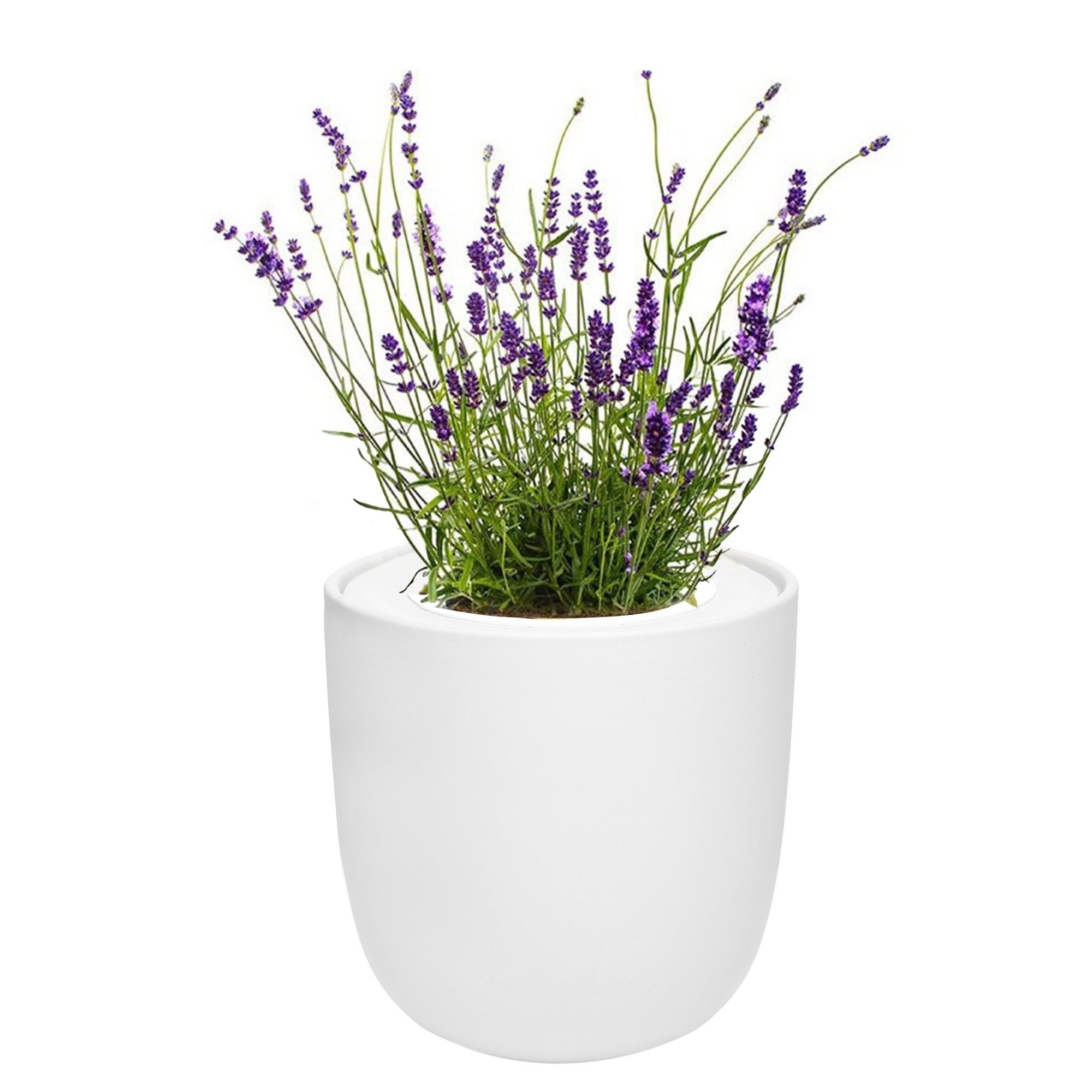 Hydroponic Herb Growing Kit with White Ceramic Pot and Seeds (Lavender)