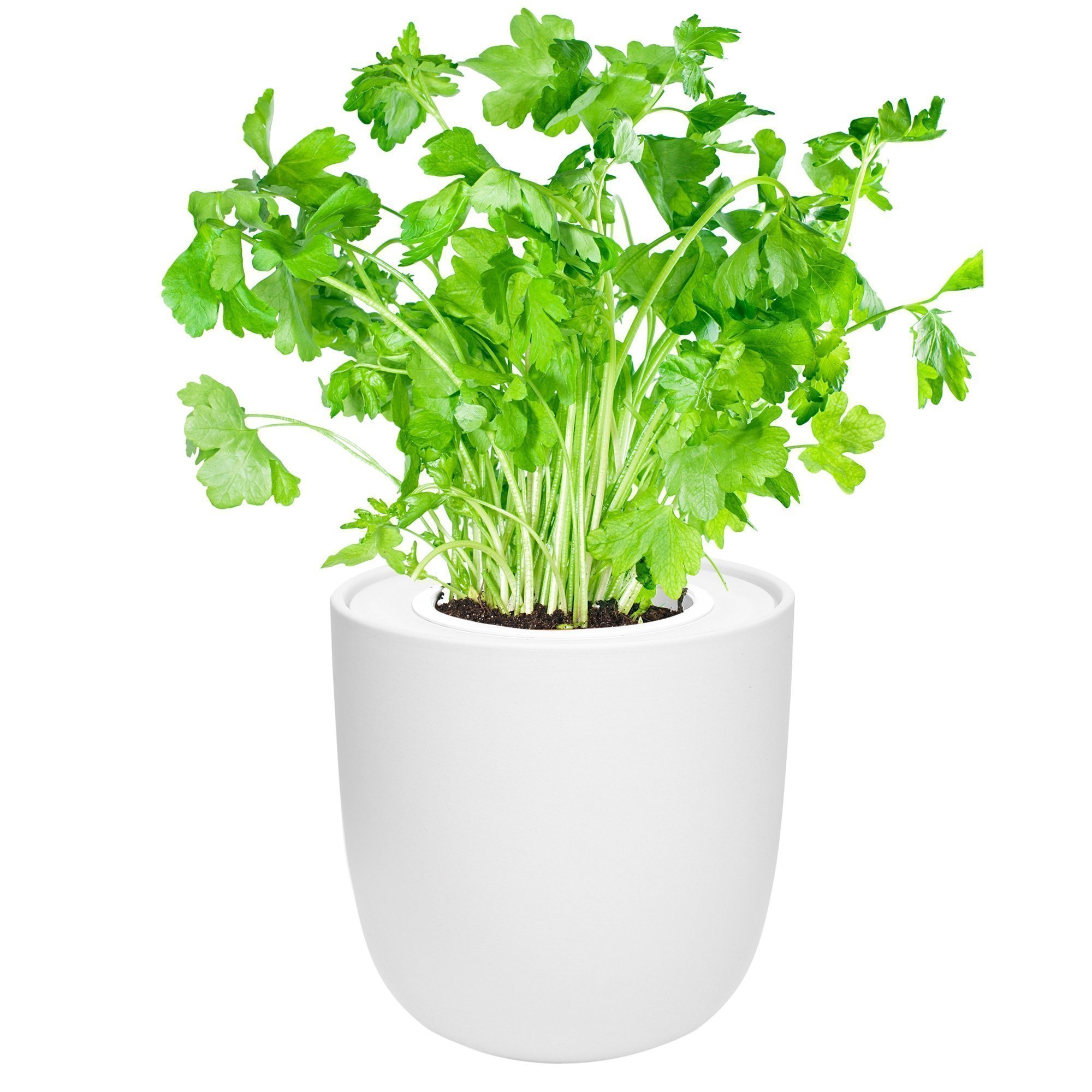 Hydroponic Herb Growing Kit with White Ceramic Pot and Seeds (Parsley)
