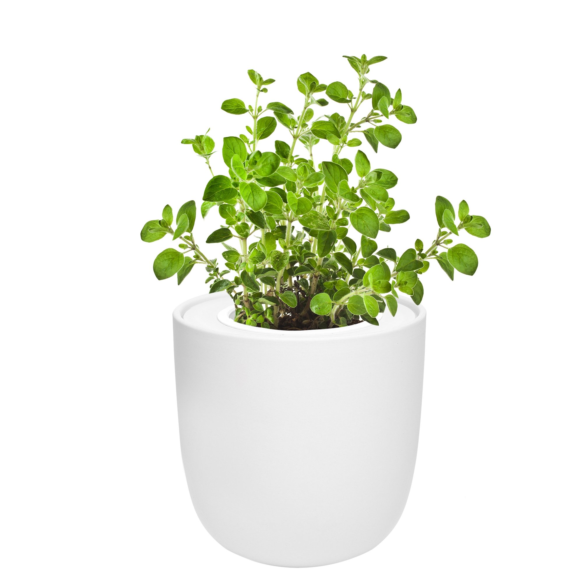 Hydroponic Herb Growing Kit with White Ceramic Pot and Seeds (Oregano)