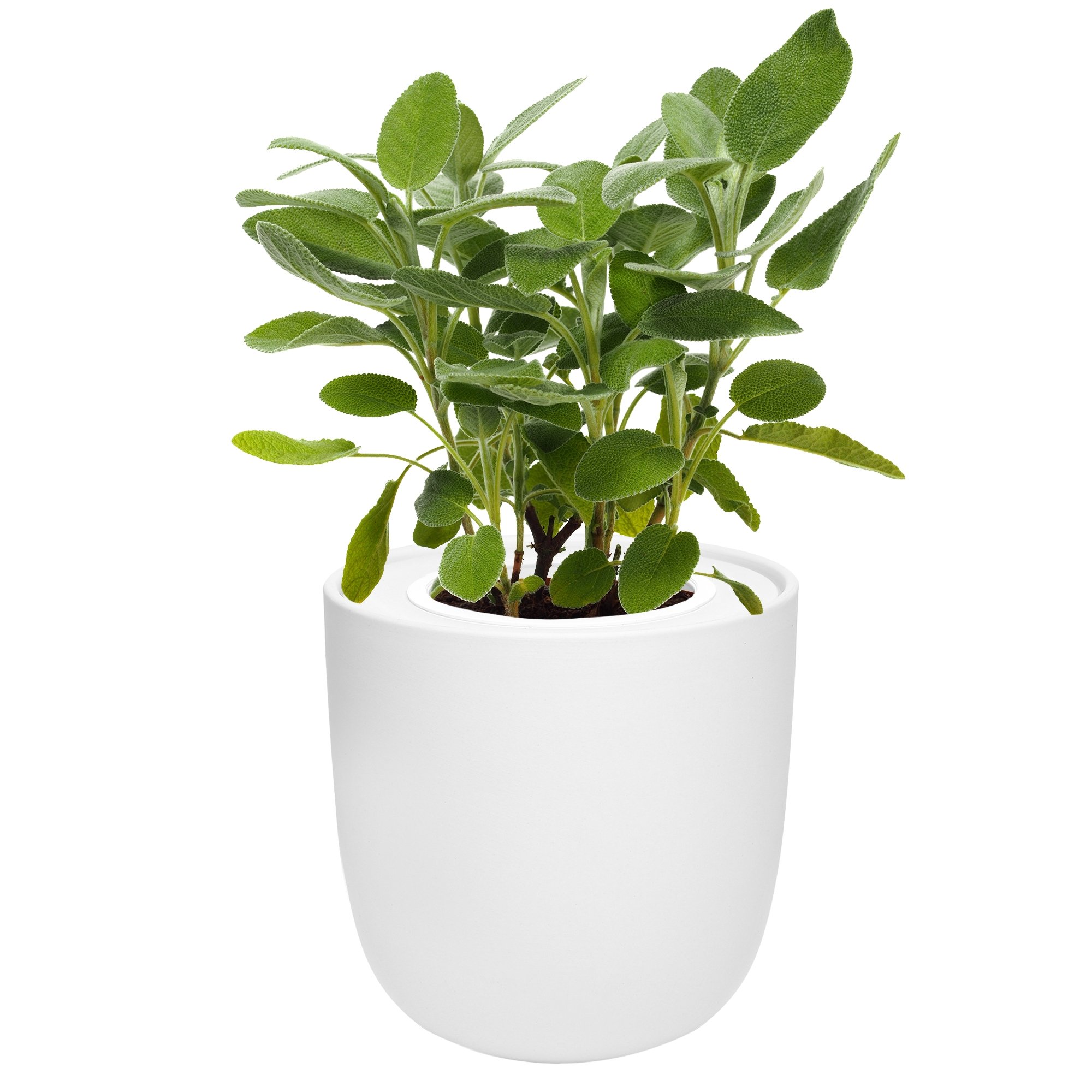 Hydroponic Herb Growing Kit with White Ceramic Pot and Seeds (Sage)