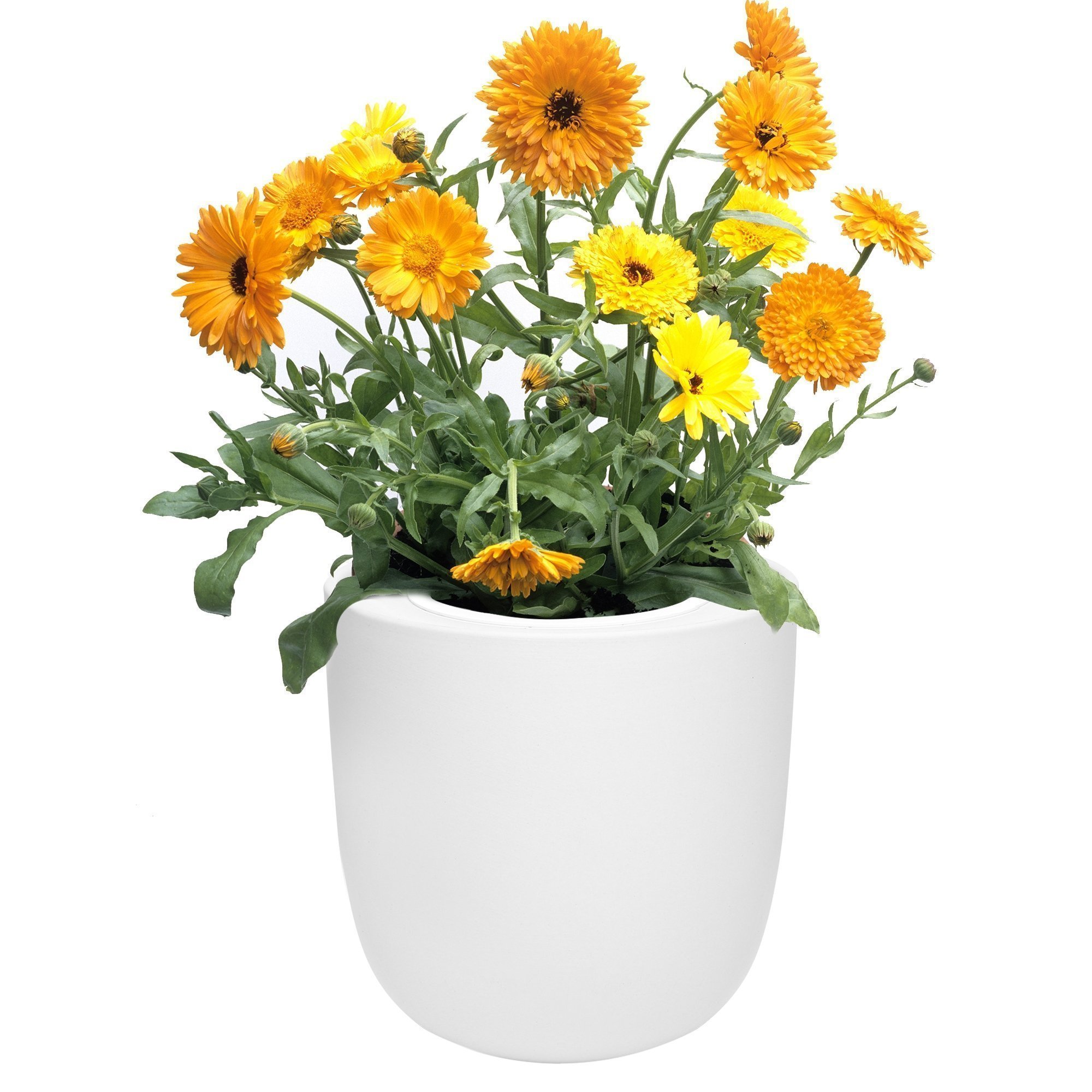 Hydroponic Calendula Growing Kit with White Ceramic Pot and Seeds