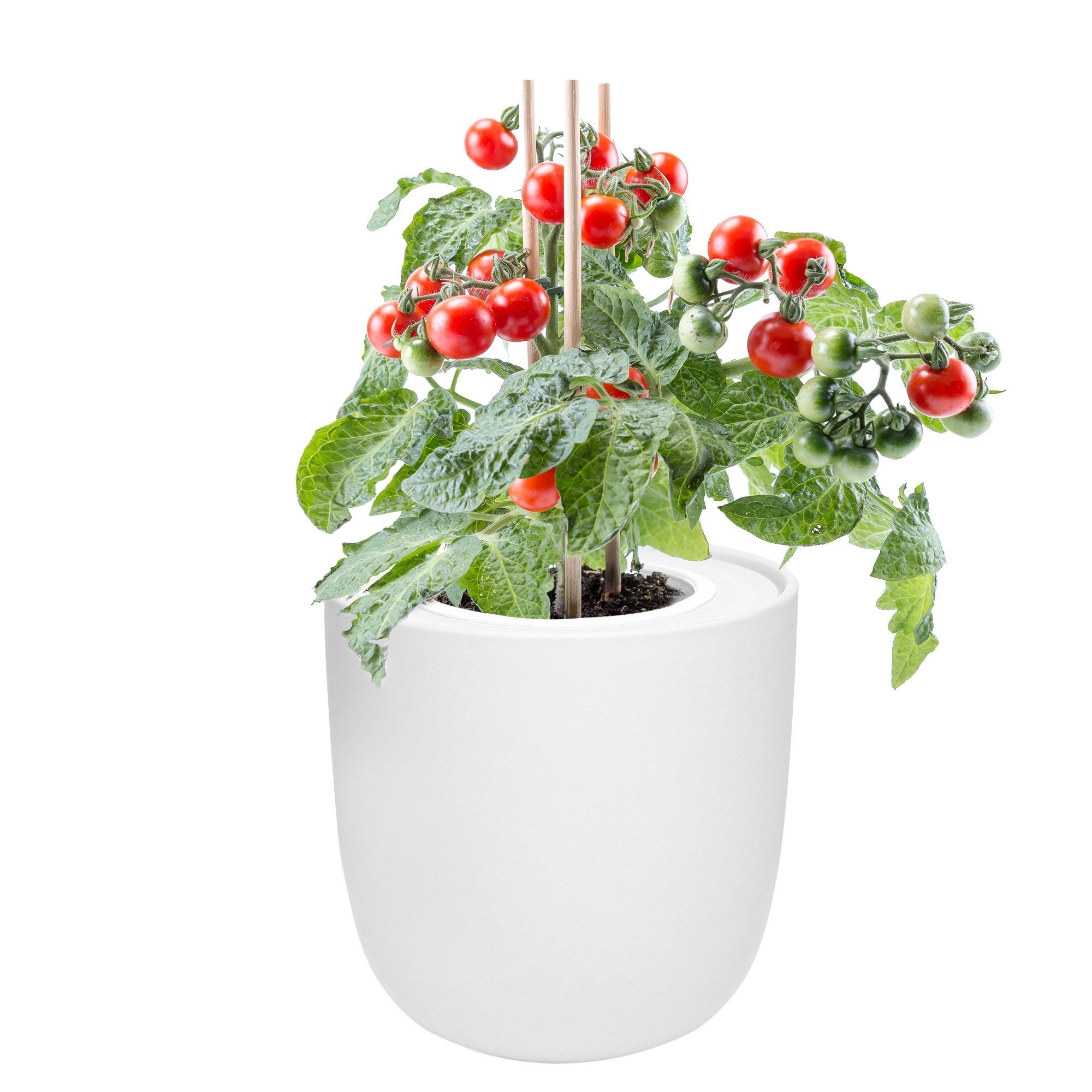 Sweetie Cherry Tomato Hydroponic Kit